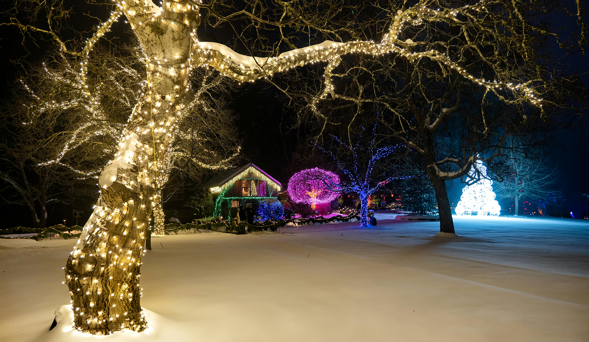 Tree adorned with Christmas lights in snow